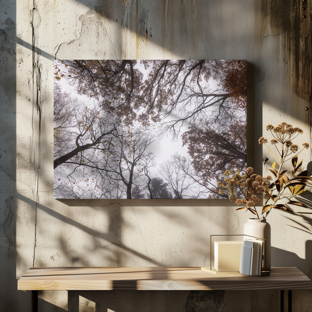 Looking Up 2 | Canvas