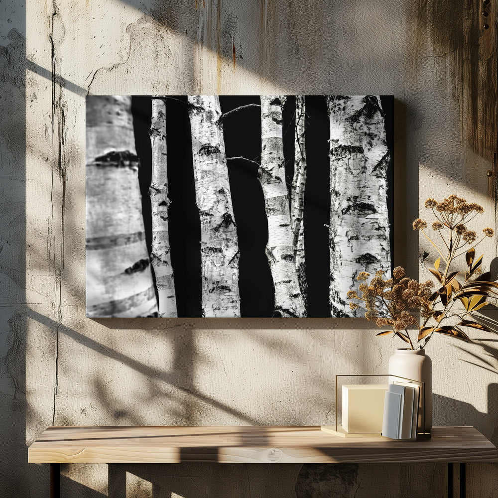 Birch Trees | Canvas