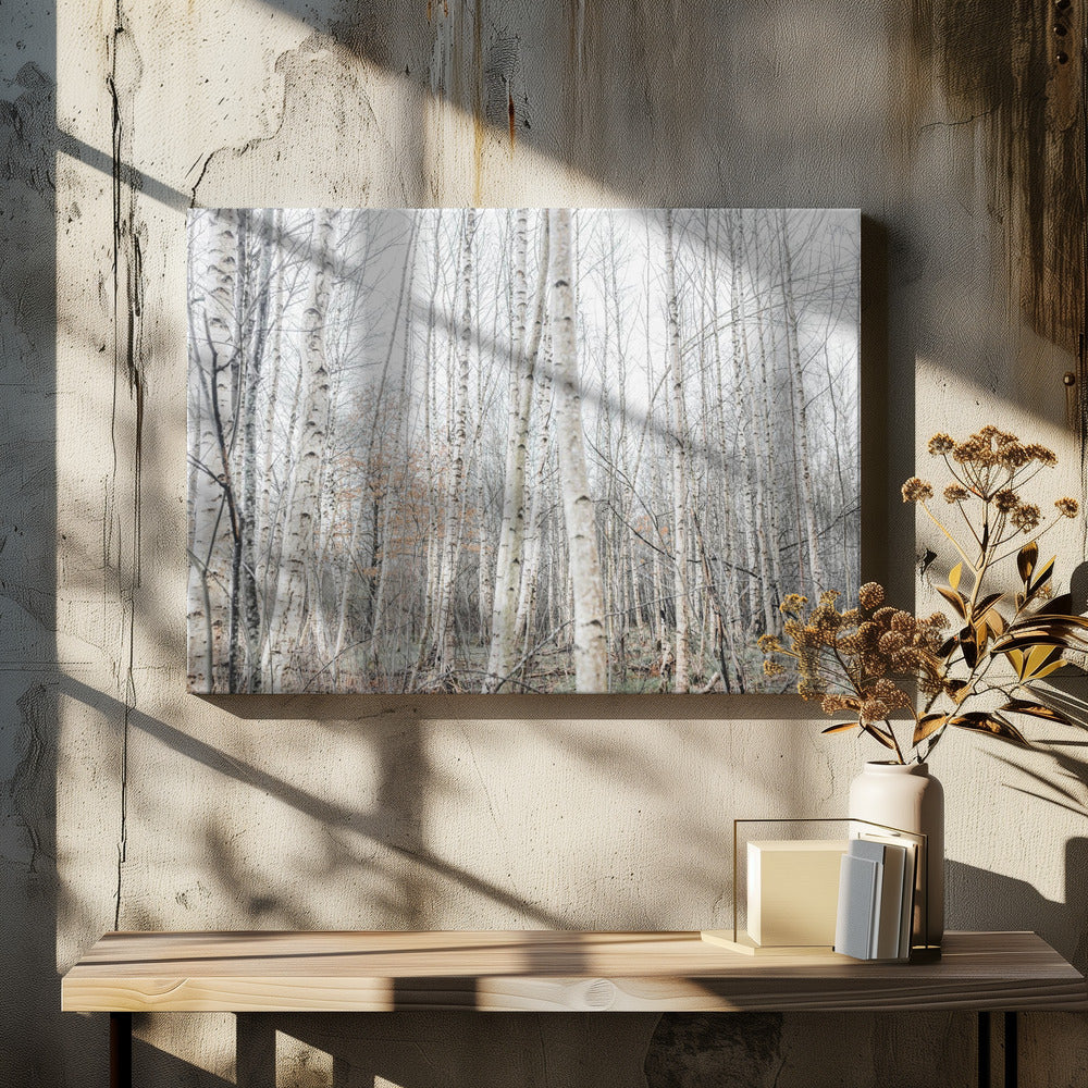 Birch Trees 9 | Canvas