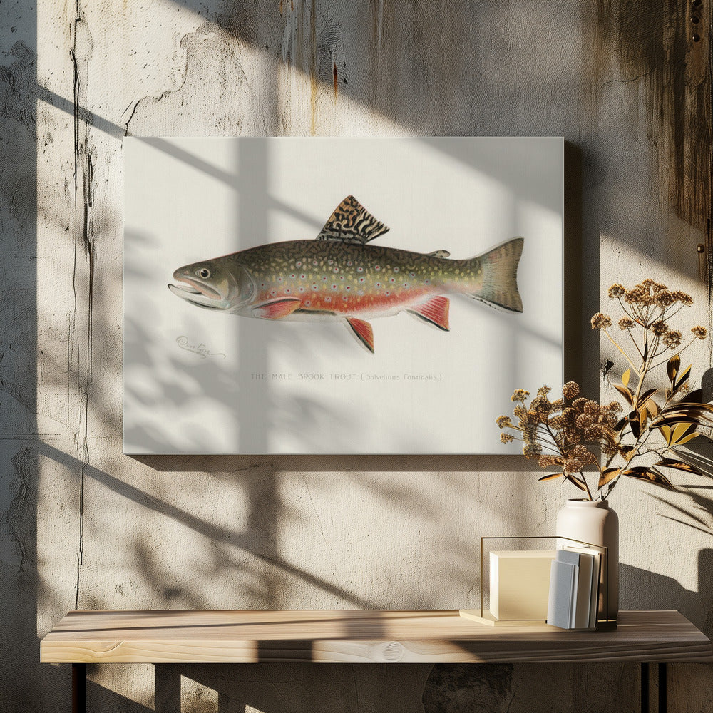 Male Brook Trout | Canvas