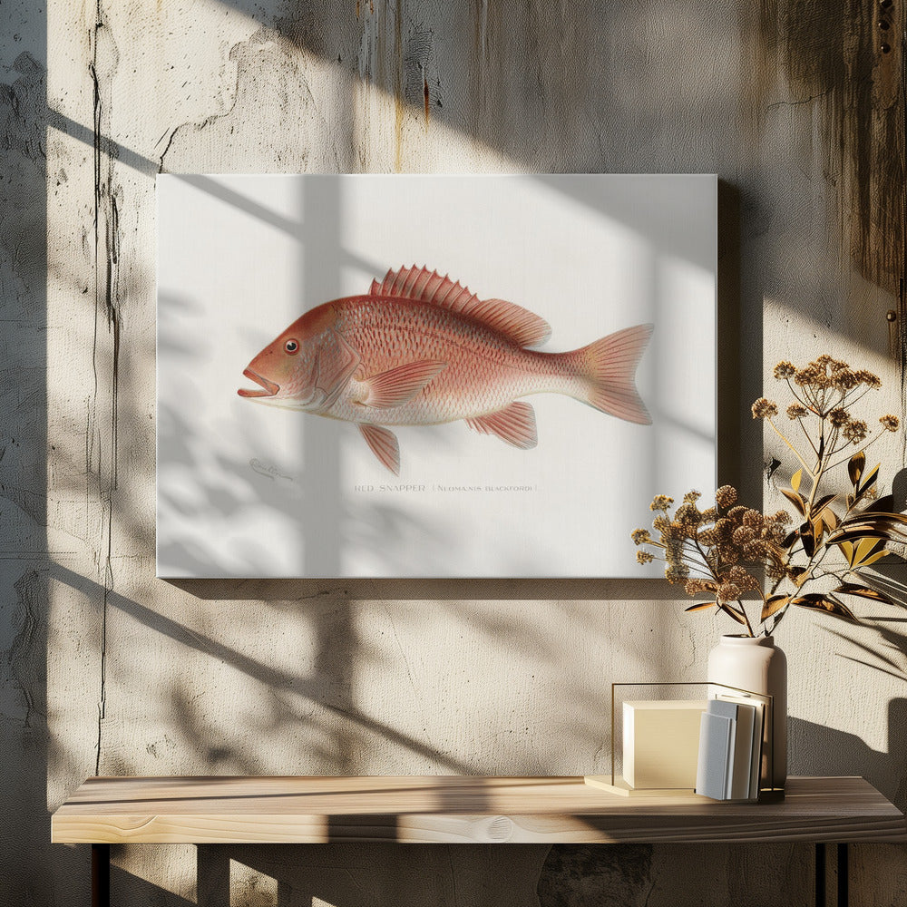 Red Snapper | Canvas