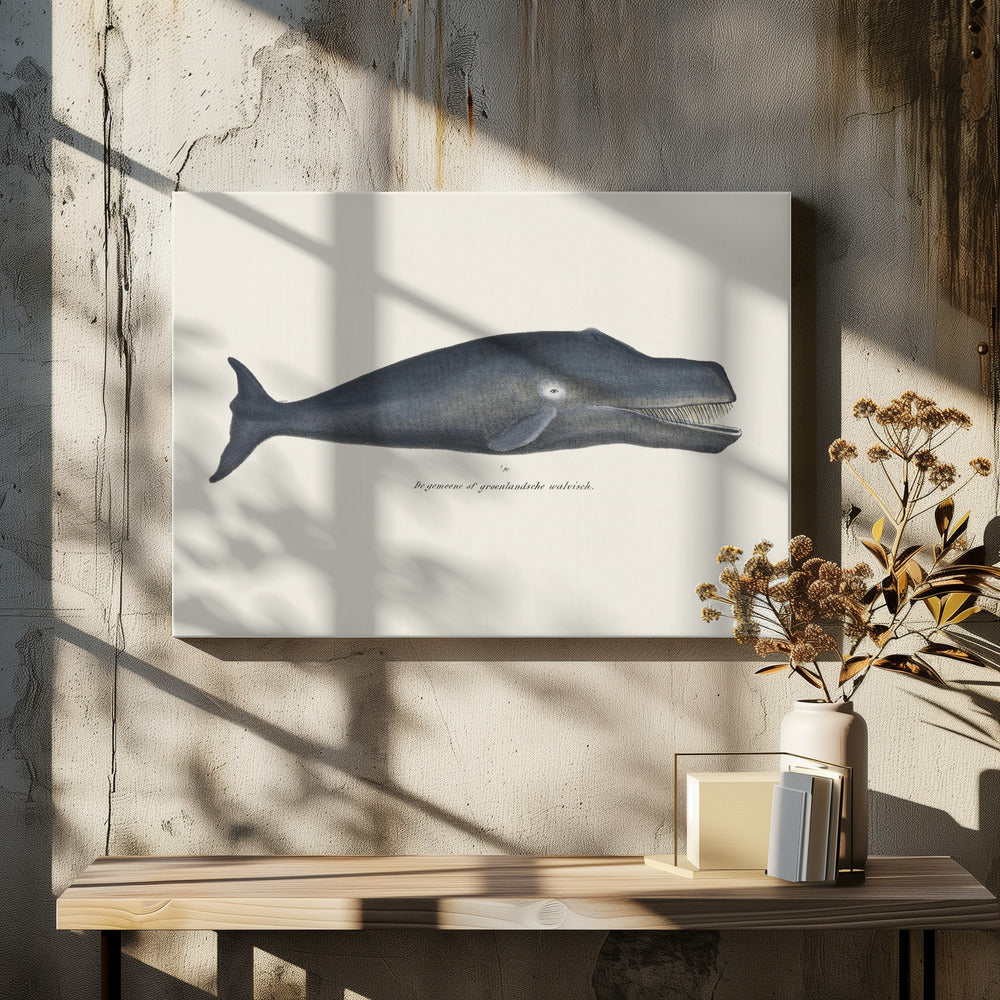 Whale I Antique Handcolored Sealife Lithograph 1824 | Canvas