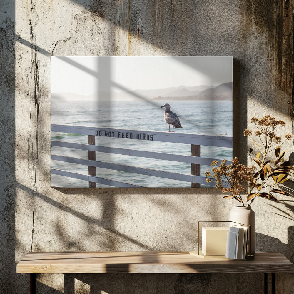 Do not feed birds | Canvas