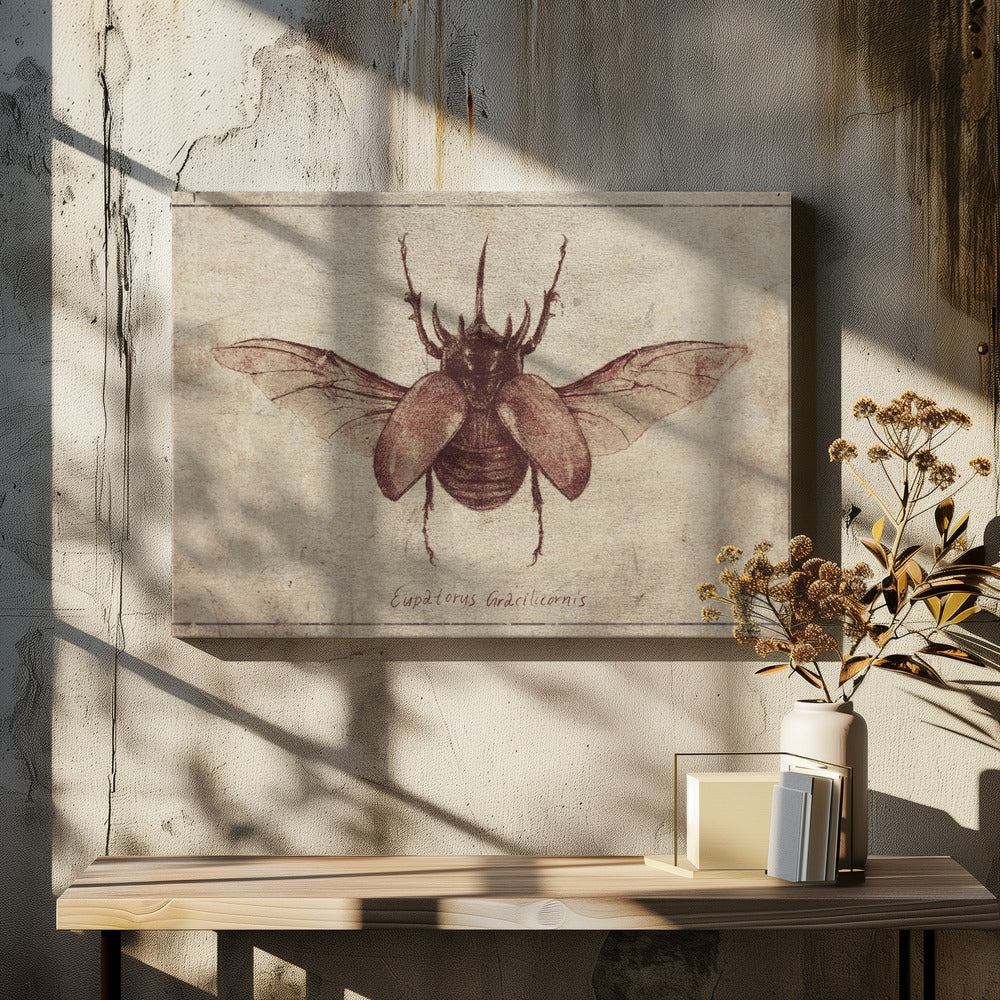 Eupatorus Gracilicornis Copy | Canvas