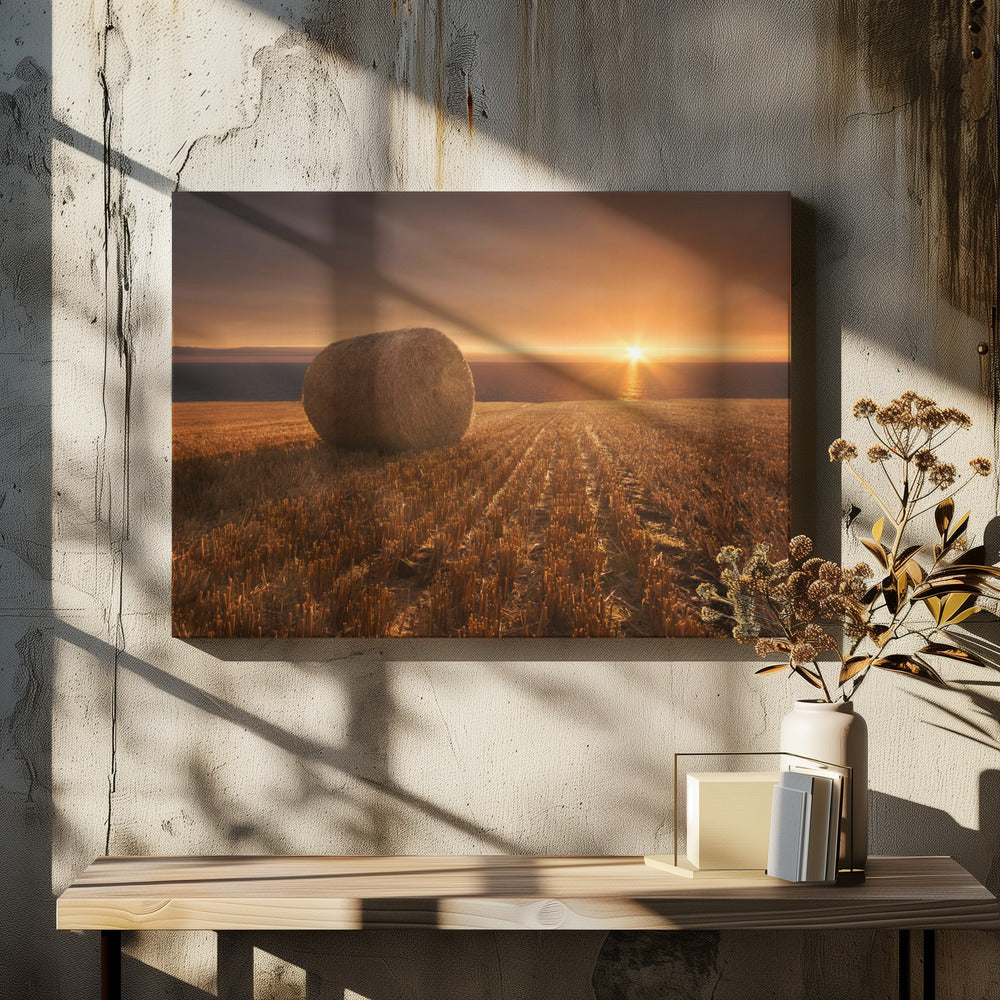 Gold Harvest | Canvas