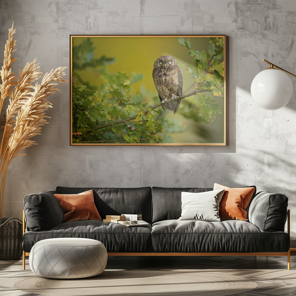 Eurasian Scops Owl | Canvas