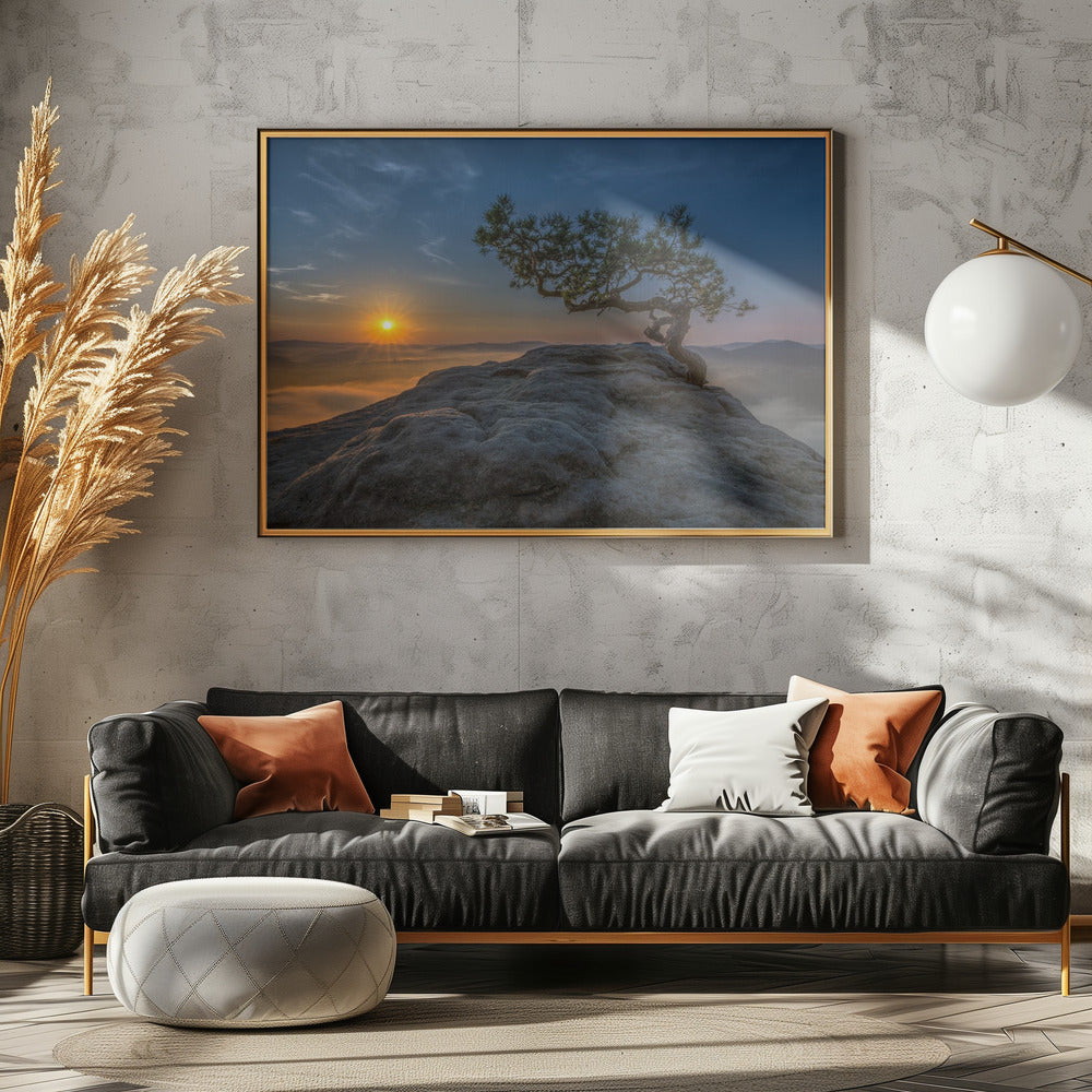 Old pine | Poster