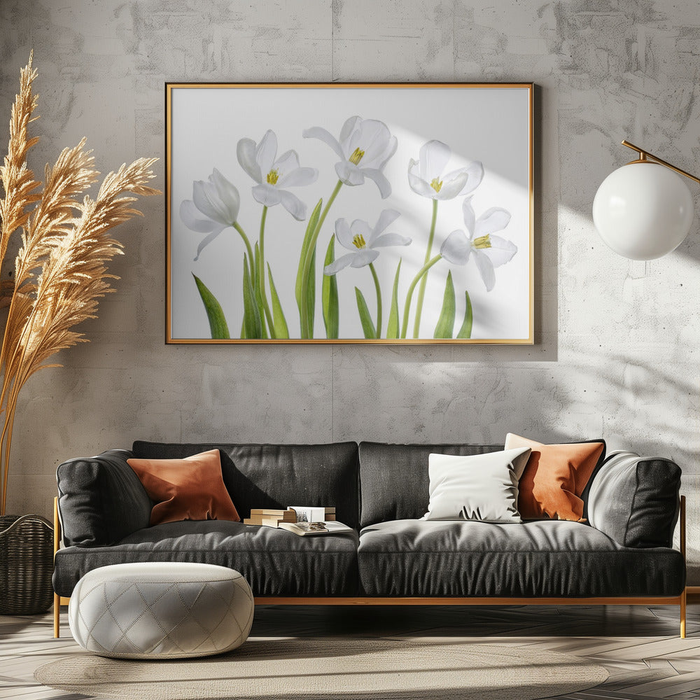 White Tulips | Poster