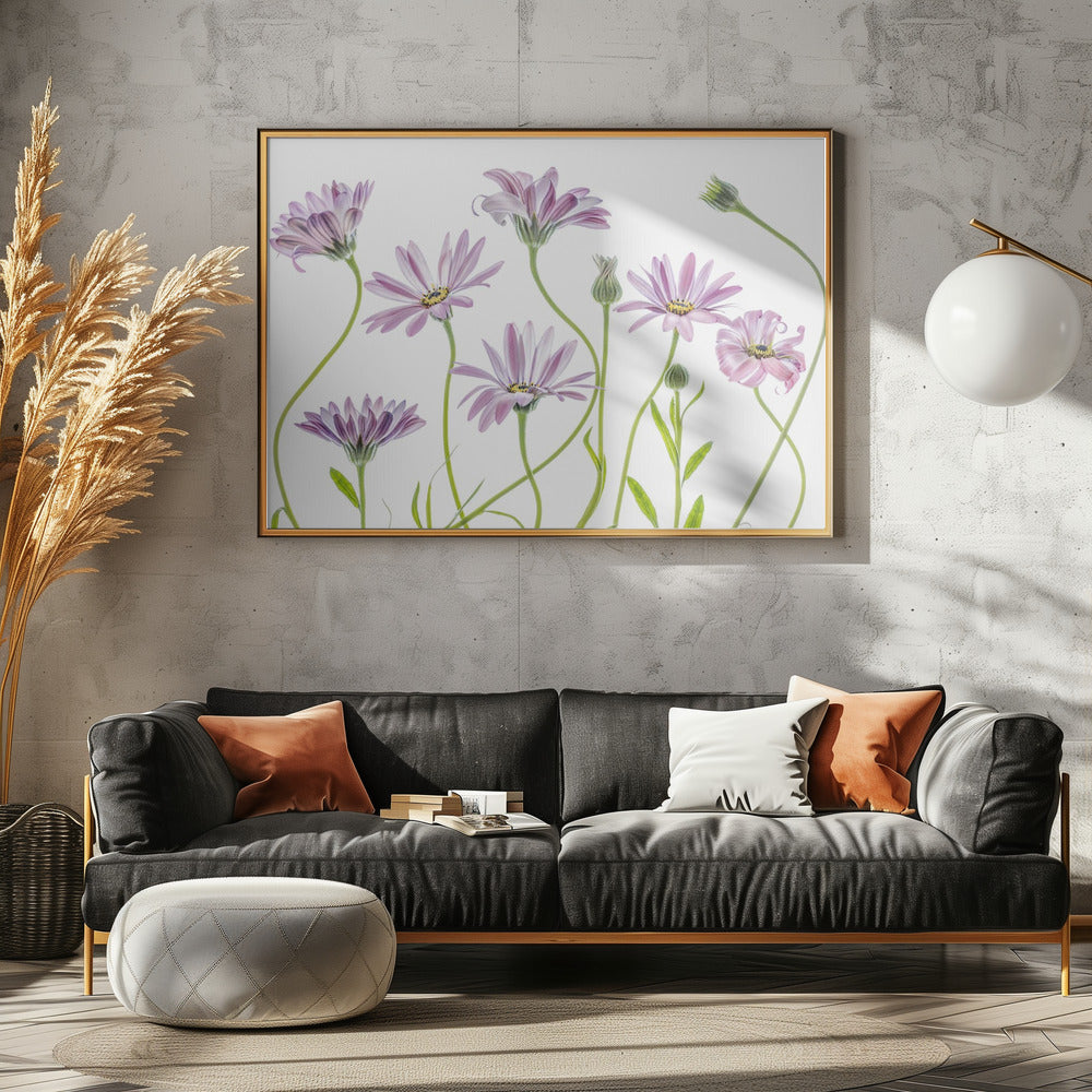 Cape Daisies | Poster