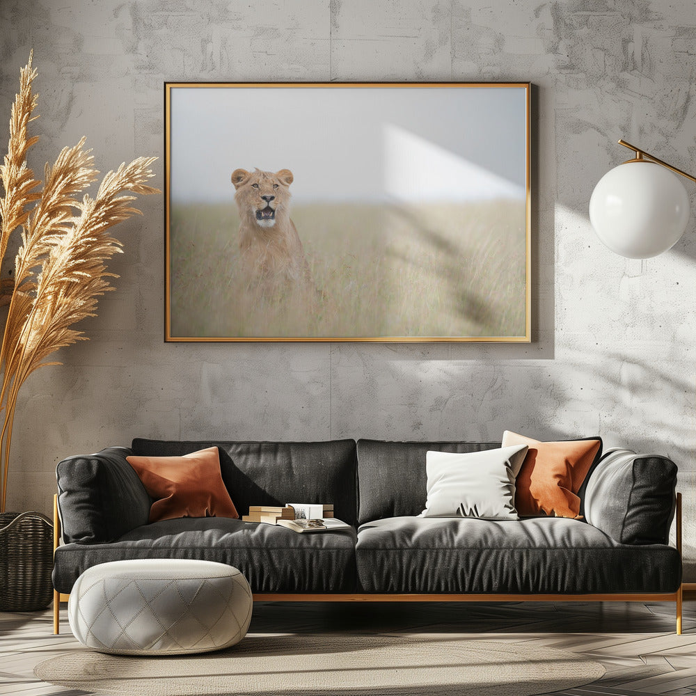 Young Lion | Canvas