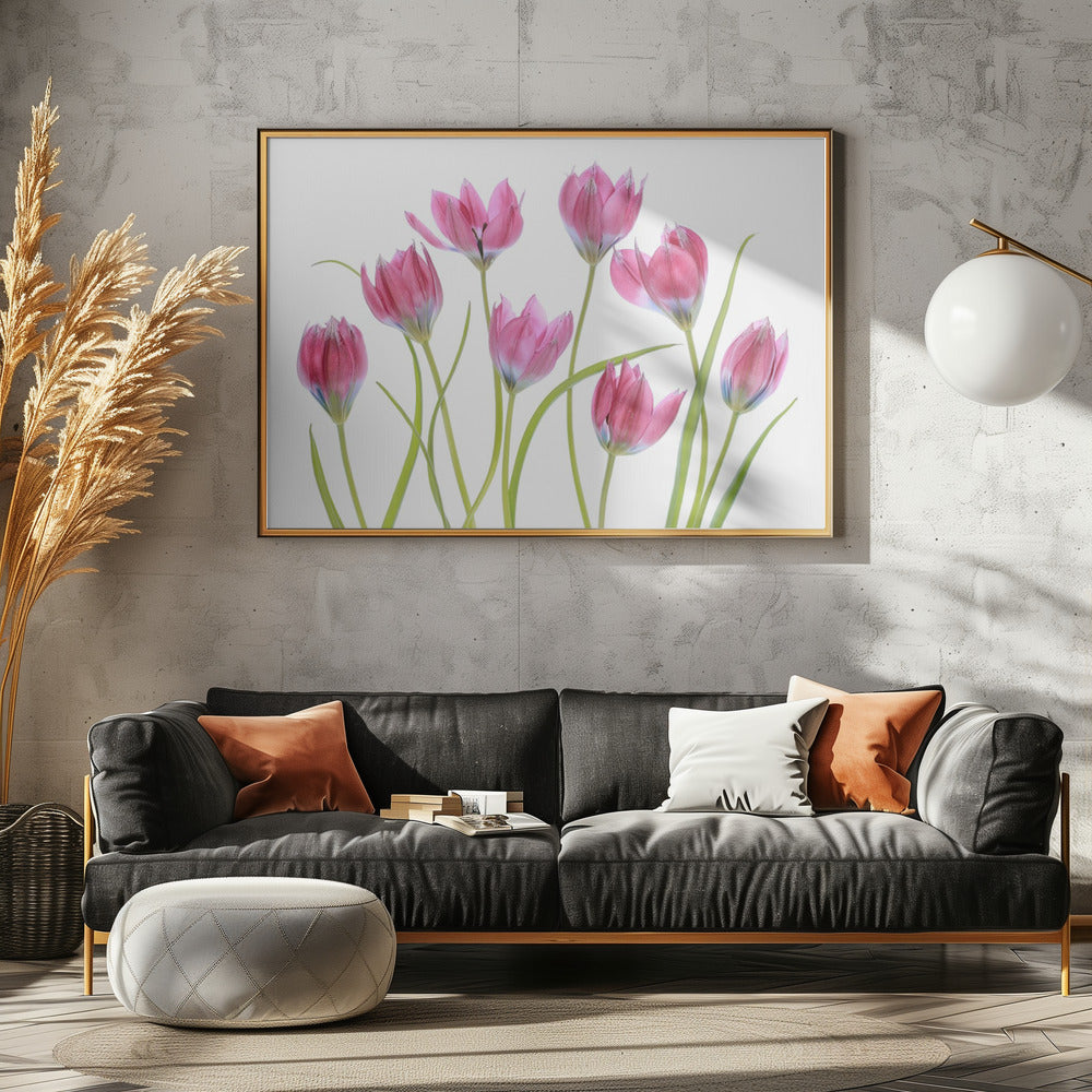 Tulip blush | Poster
