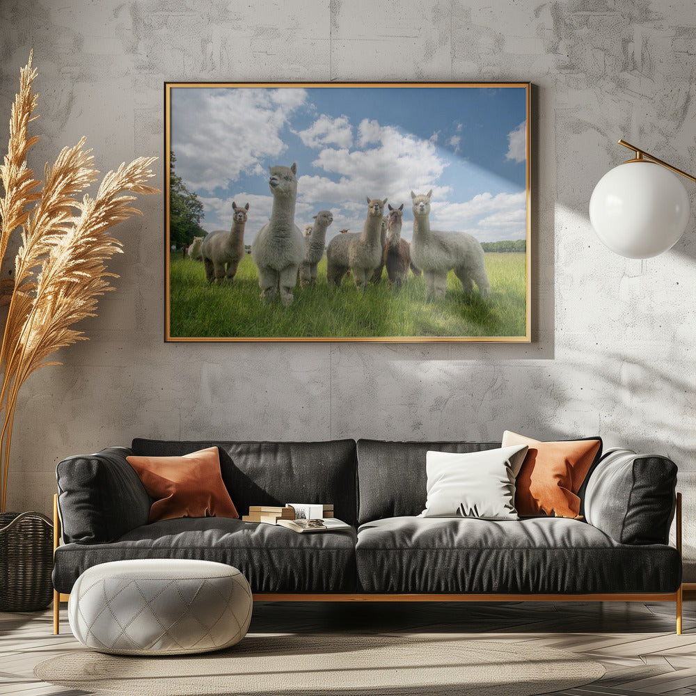 Send in the Alpaca's! | Canvas
