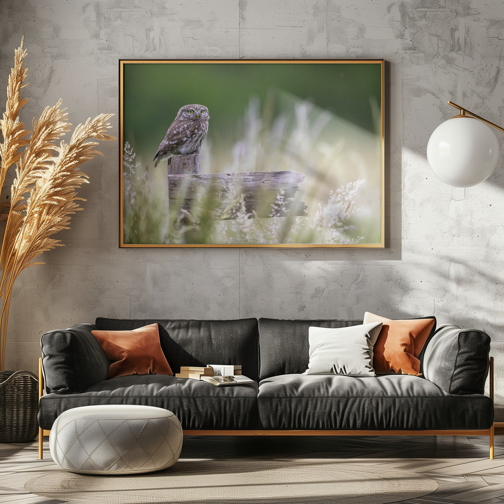 Little owl | Canvas
