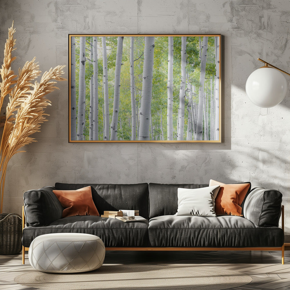 Birch Forest | Poster