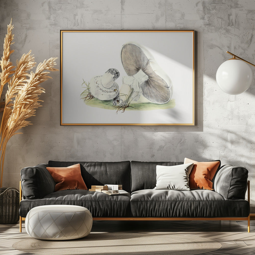 Hand Drawn Horse Mushroom | Poster