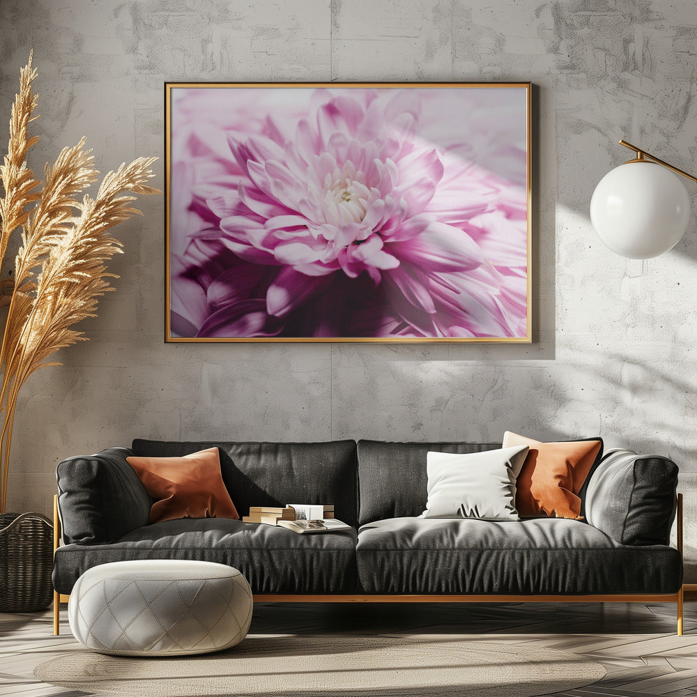 pink Chrysanthemum Blossom | Poster
