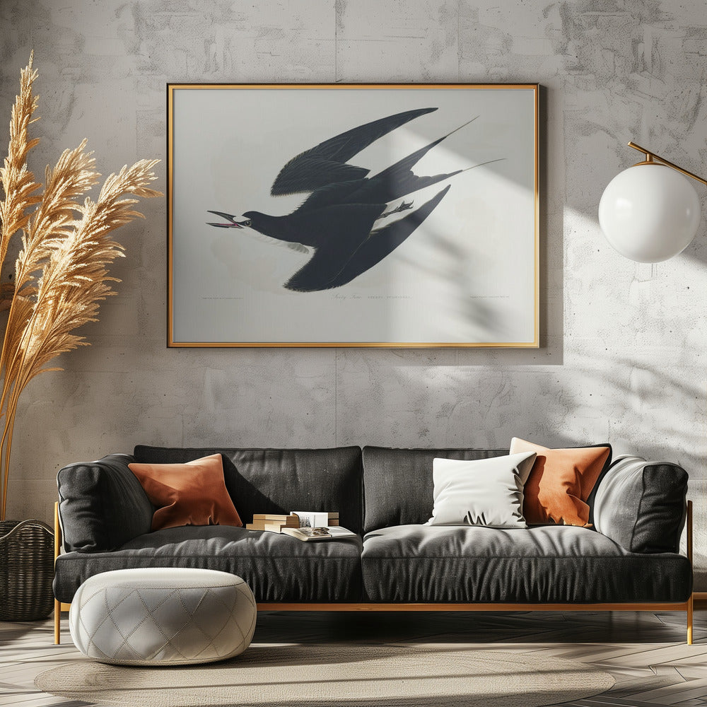 Sooty Tern From Birds of America (1827) | Poster
