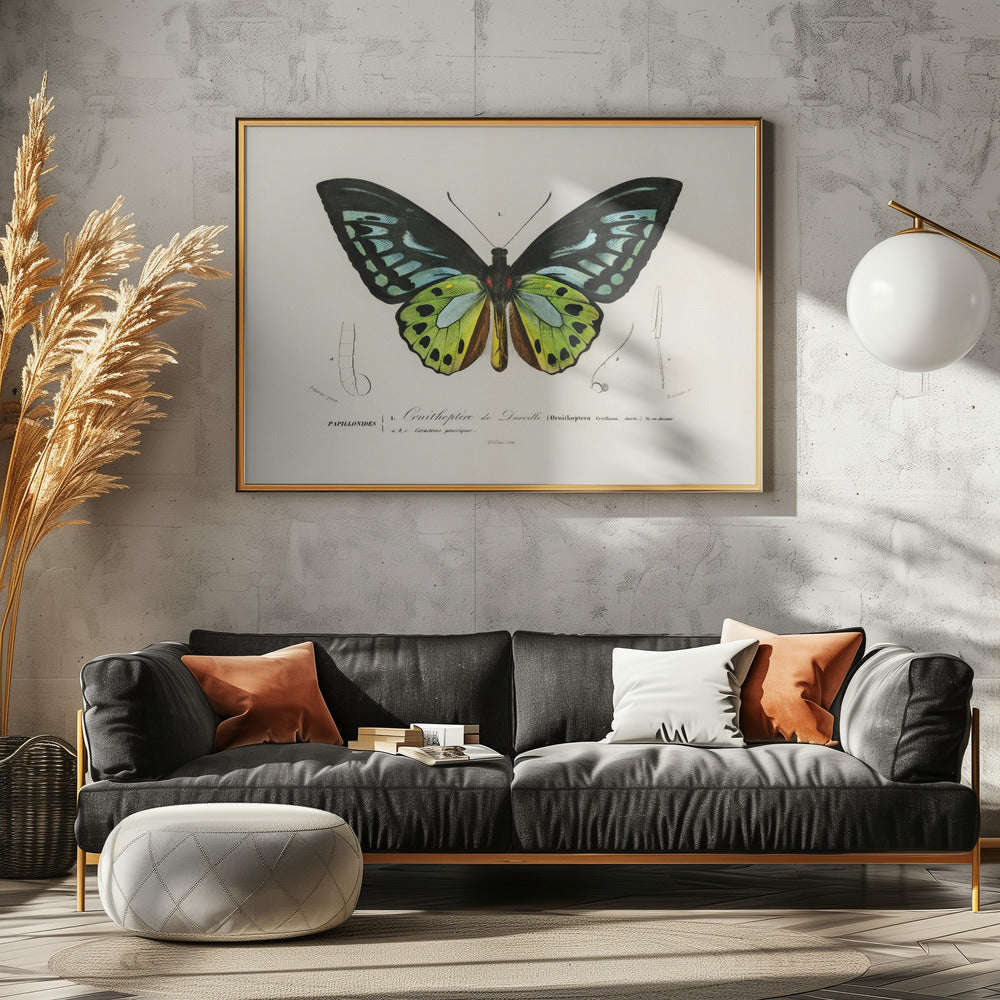 Green Birdwing Butterfly | Poster