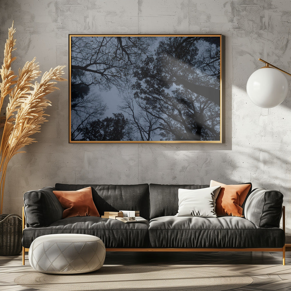 Looking Up 1 | Canvas