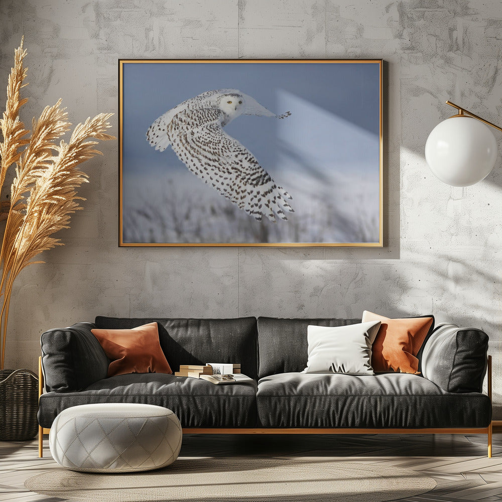 Snowy Owl | Canvas
