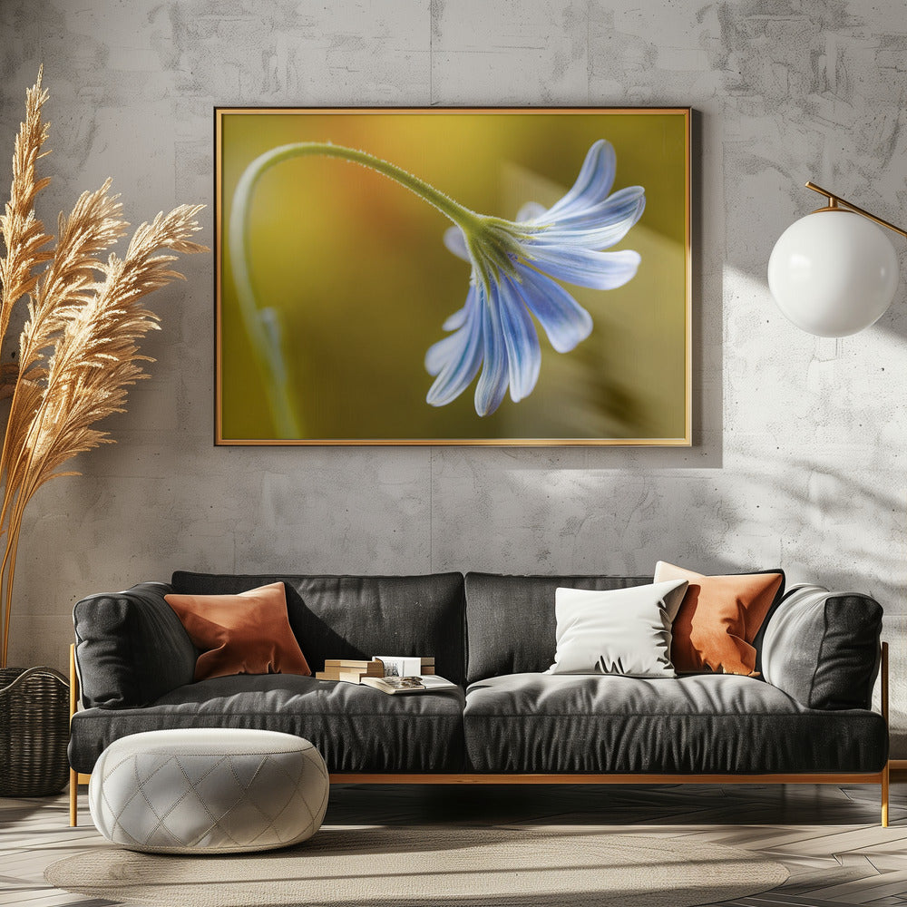 Cape Daisy | Canvas