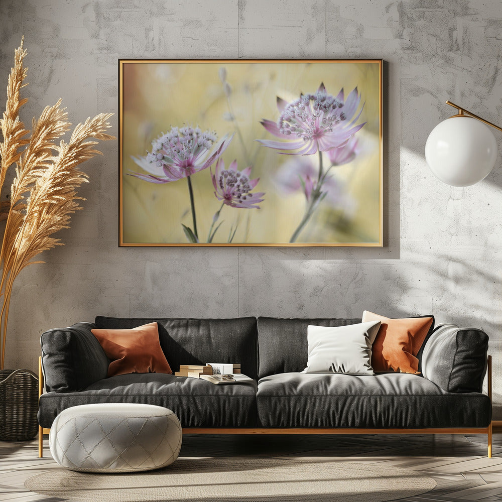 Astrantia Major | Canvas