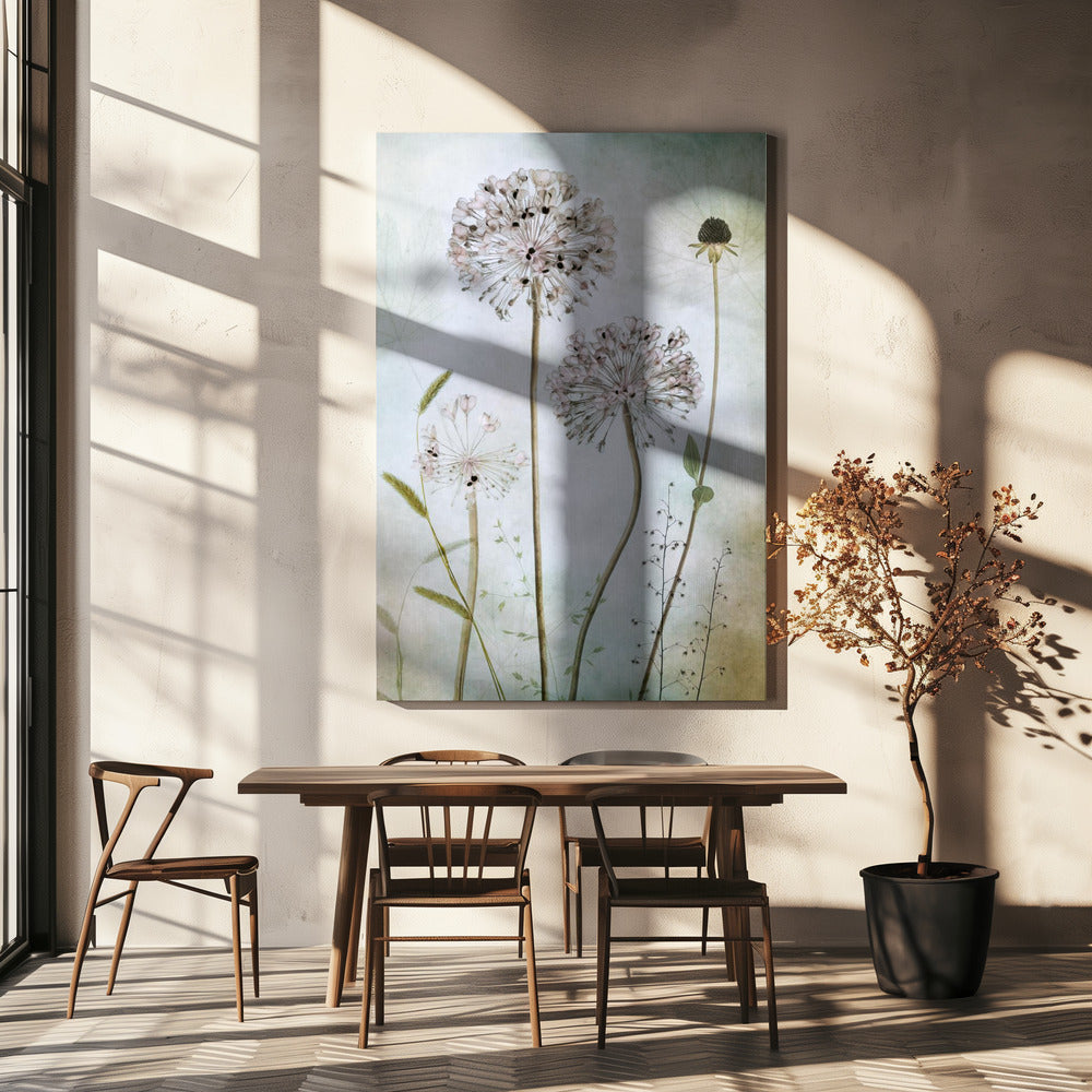 Allium | Canvas