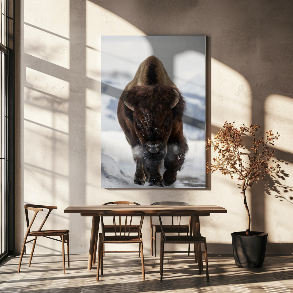 Bison Incoming | Canvas
