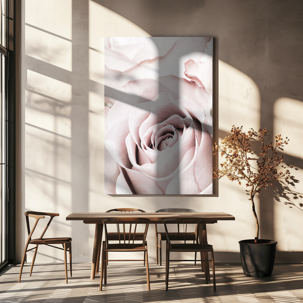 Pink Rose No 05 | Canvas
