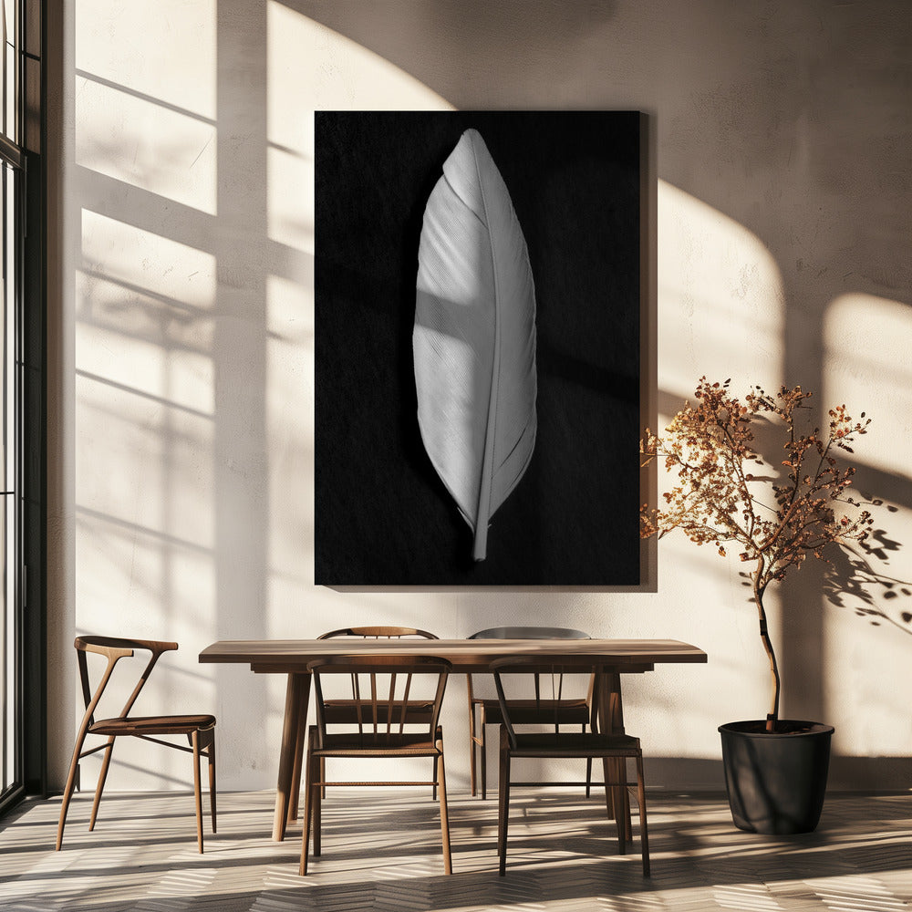 Feather_008 | Canvas