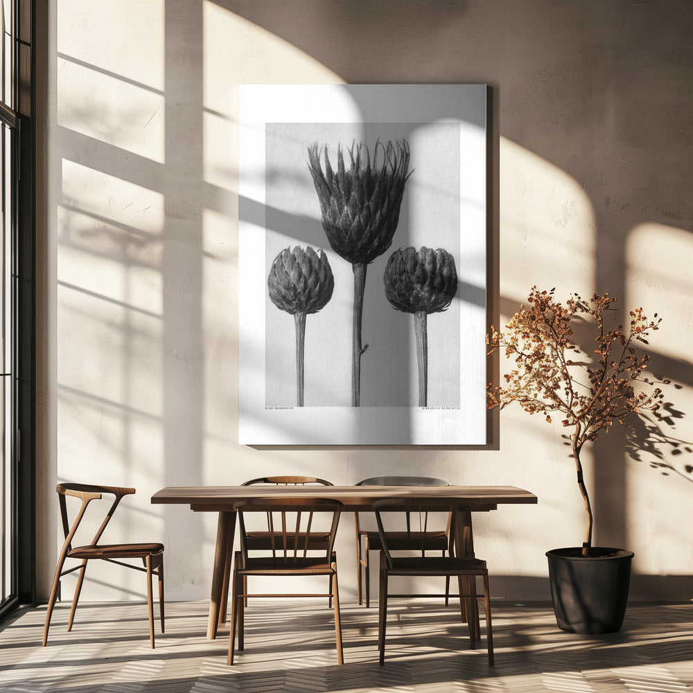 Serratula Nudicaulis | Canvas