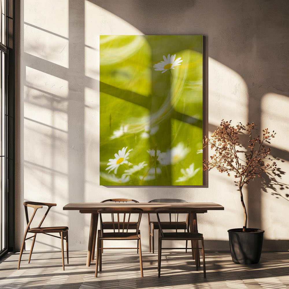 Daisies | Canvas
