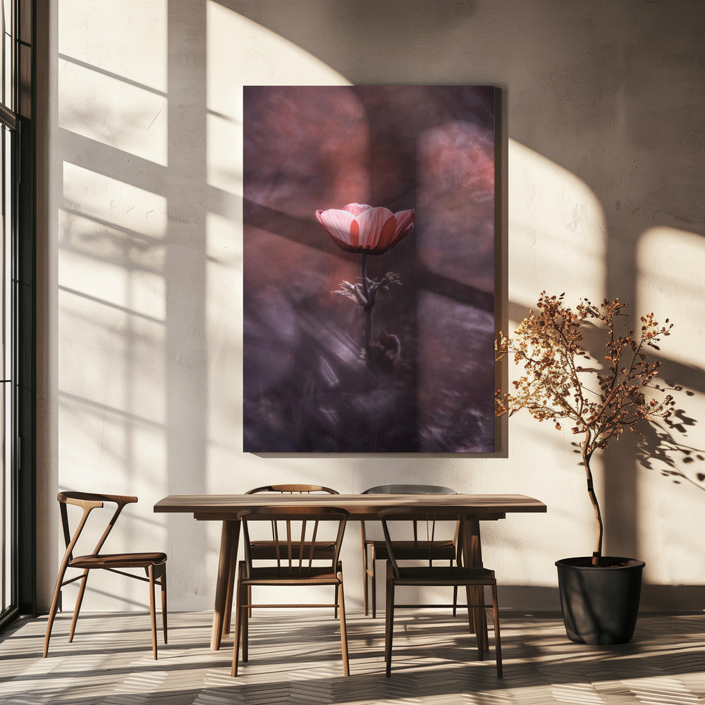 Ardente | Canvas
