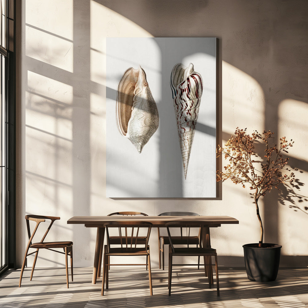 Two Mollusks Crop II | Canvas