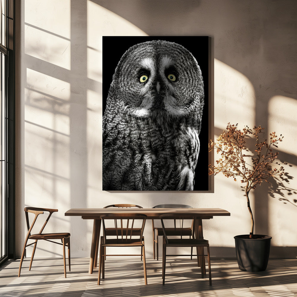 Owl | Canvas