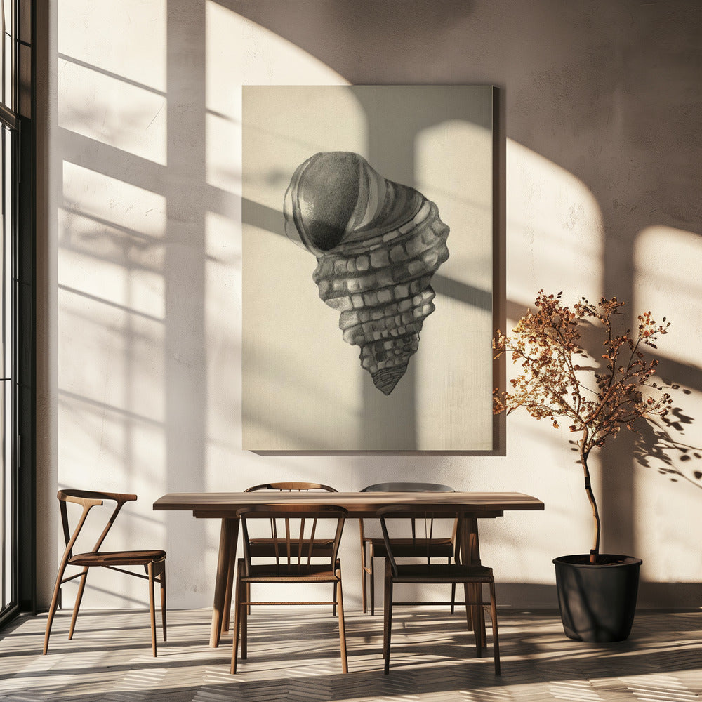 Seashells | Canvas
