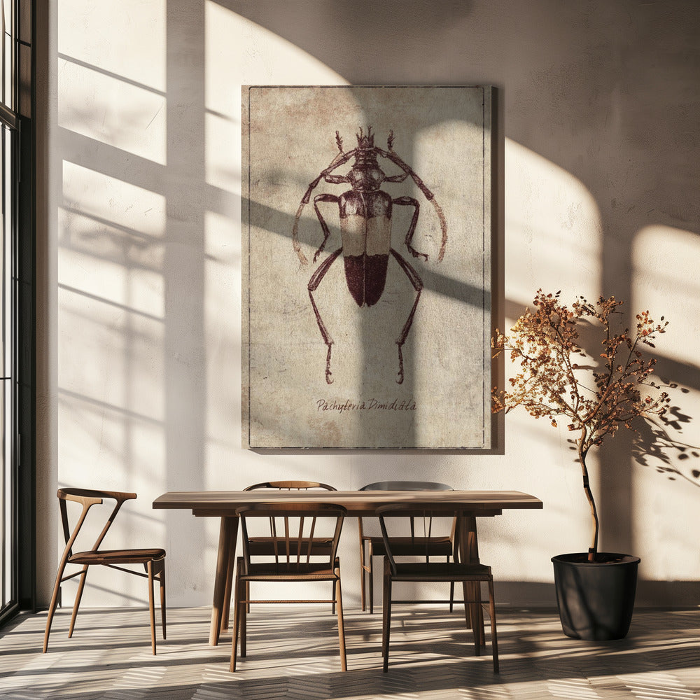 Vintage Insect Sketch | Canvas