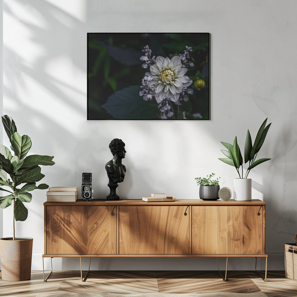 Dahlia flower | Poster