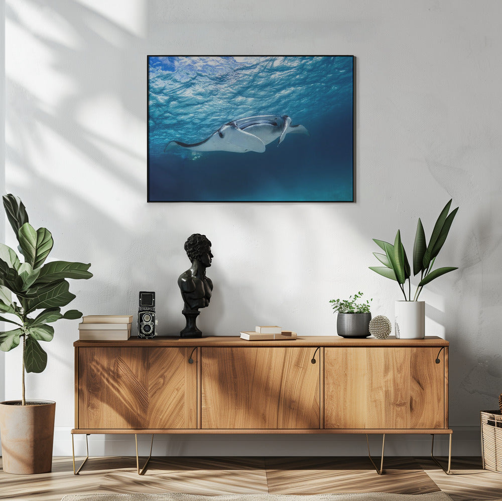 Manta ray | Poster