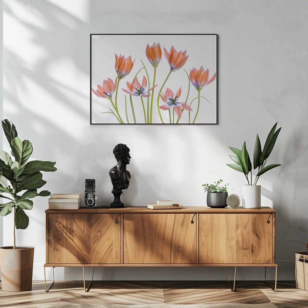 Apricot Tulips | Poster