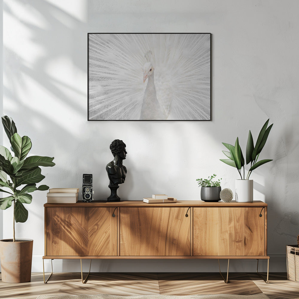 Splendid Whitie | Poster