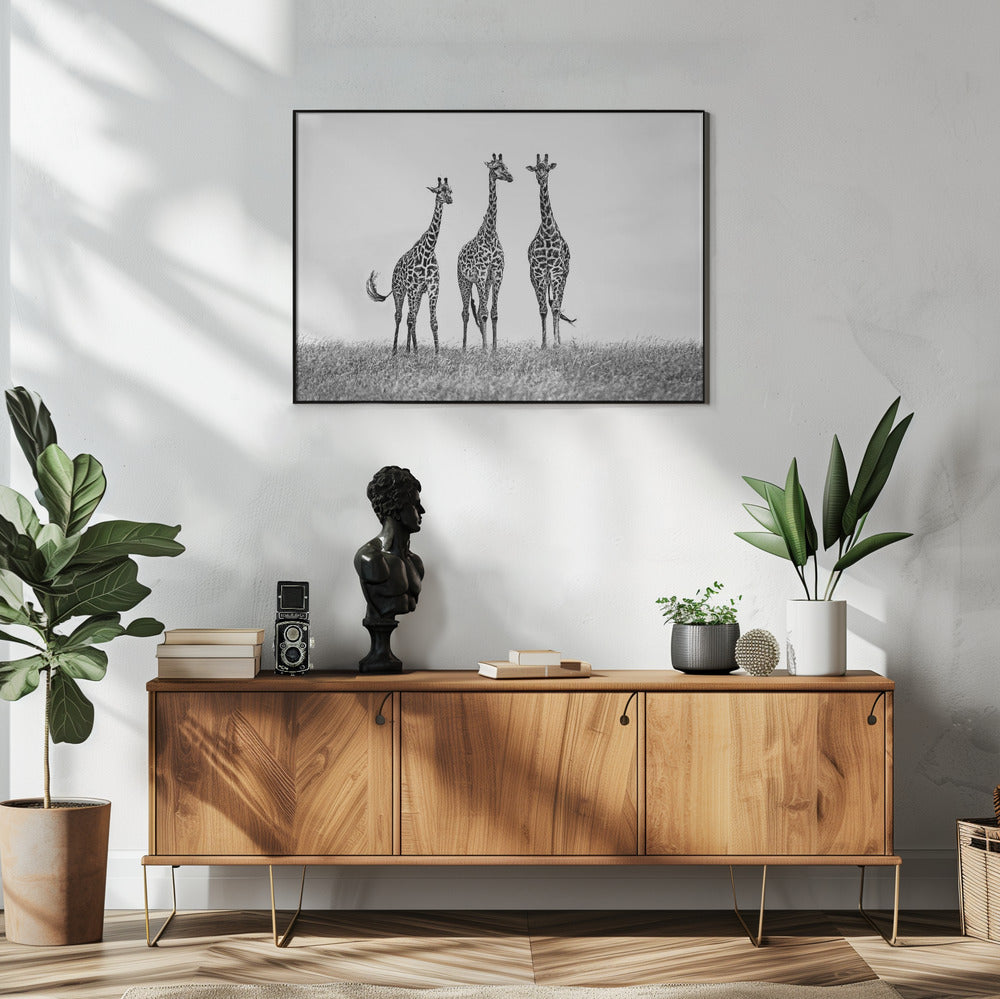 Giraffes in the Mara plains | Poster