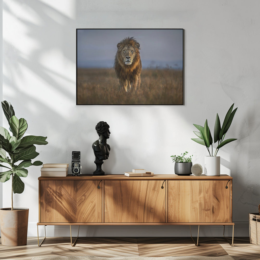 Lion Close Up | Poster