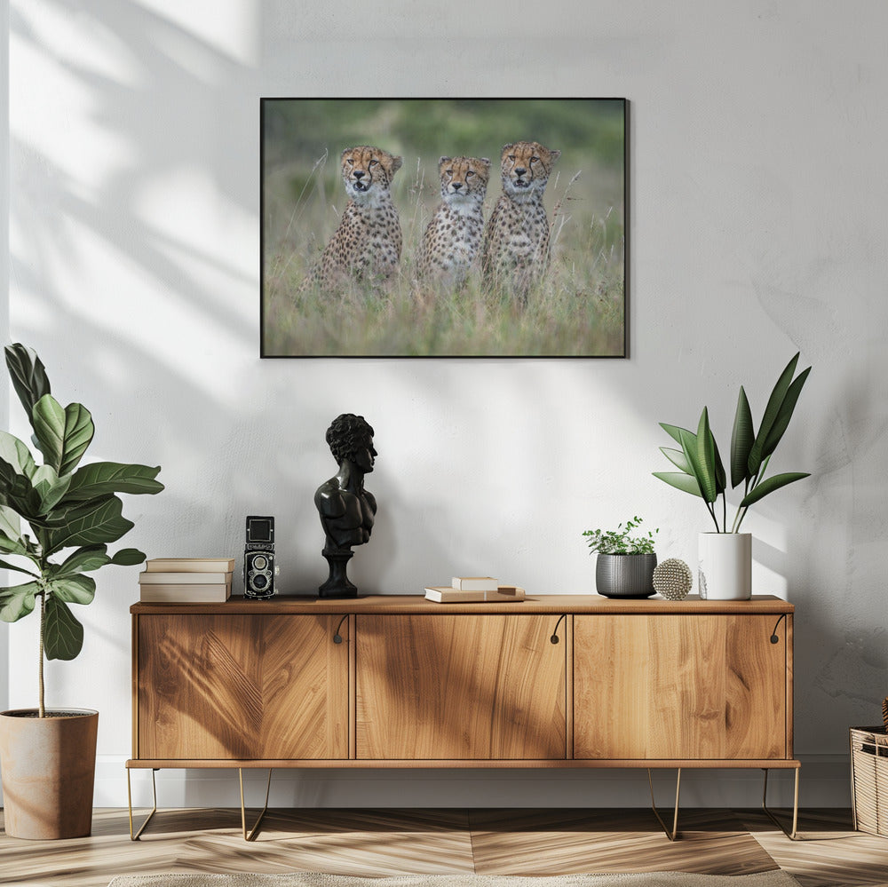 Cheetah cubs | Poster