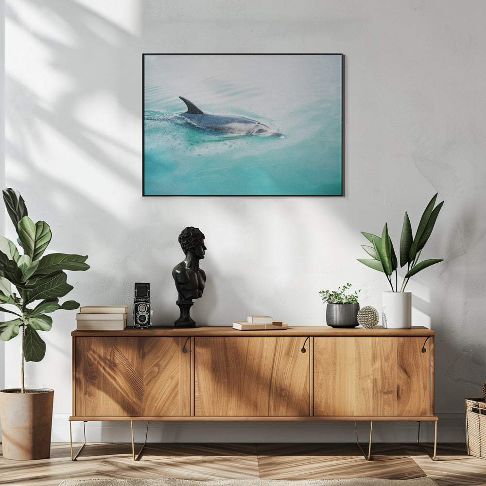 Dolphin N.Z. Northern | Poster
