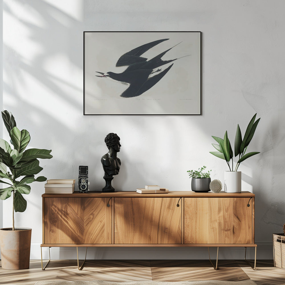 Sooty Tern From Birds of America (1827) | Poster