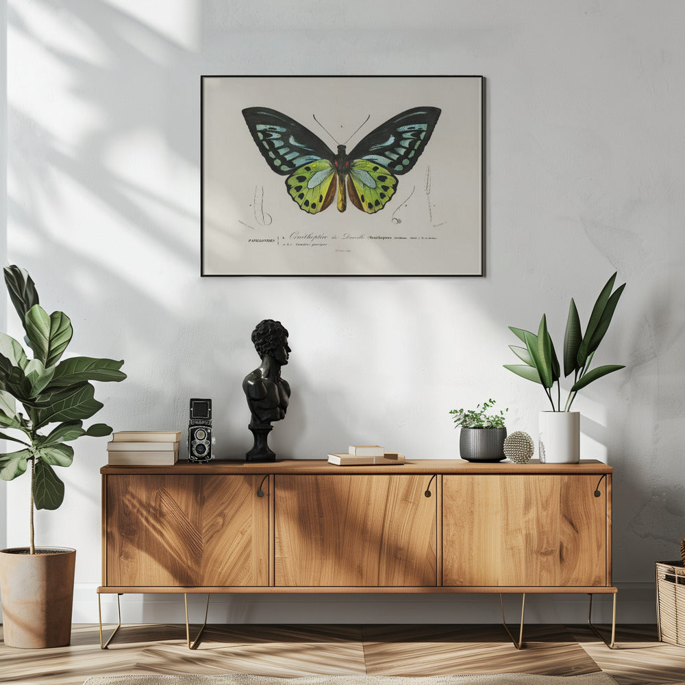 Green Birdwing Butterfly | Poster