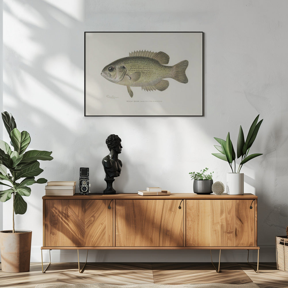 Rock Bass (ambloplites Rupestris) By Sherman F. Denton (1856 1937) | Poster