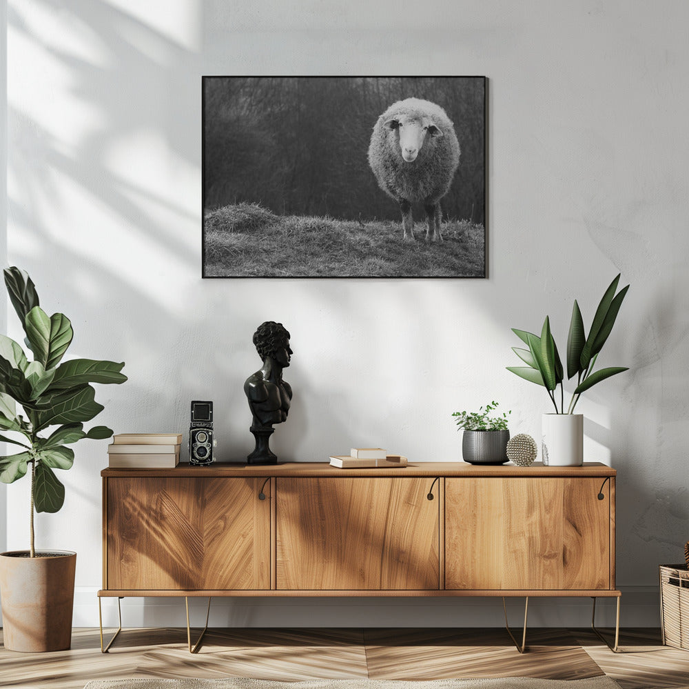 Wondering sheep | Poster