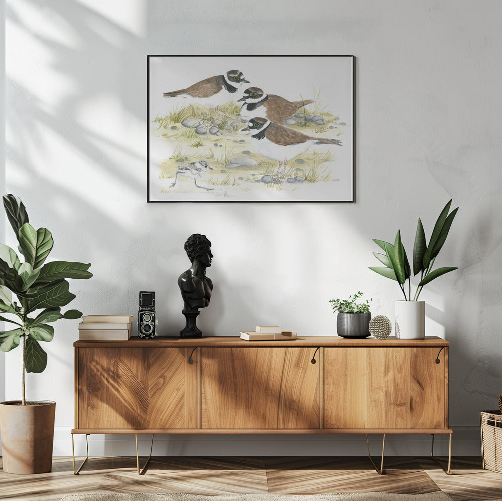 Plovers | Poster